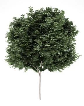 Field maple tree isolated on white background. 3d illustration Stock Illustration