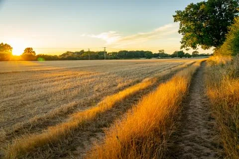Field margin at dusk Stock Photos