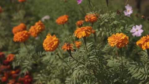 A field of marigold flowers Stock Footage 168008521