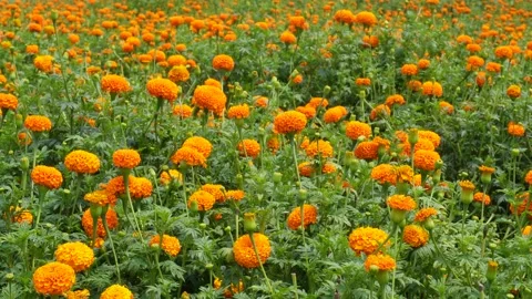 Field of marigold flowers Stock-Footage 334001912