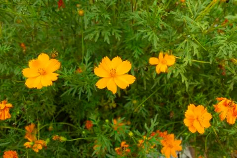 Field Marigold Stock Photos