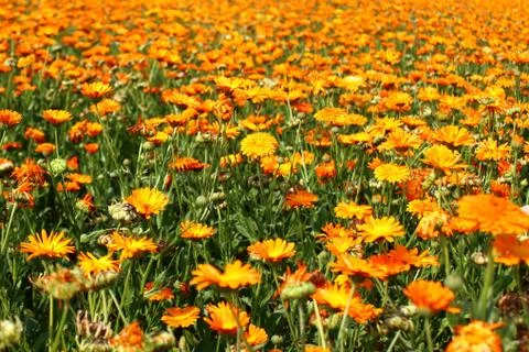 Field of marigold Stock Photos