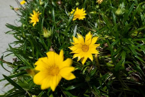 Field marigold Foto stock