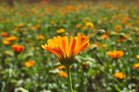 Field of marigold in the summer Stock Photos