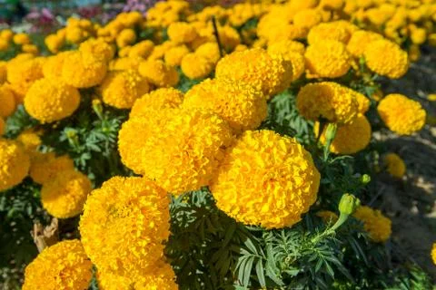 Field of marigolds Stock Photos