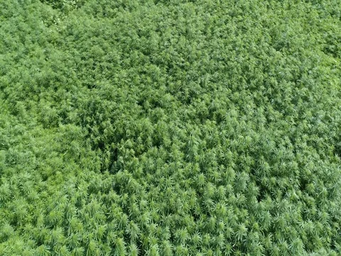 Field of Marijuana Stock Footage
