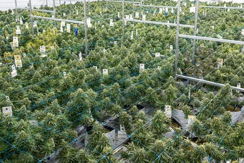 Field of marijuana plants with blue wires and tags Stock Photos