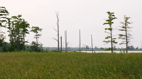 Field of Marsh Grass Swaying in the Wind with Cars Crossing Bridge Over a River  Stock Footage 247279221