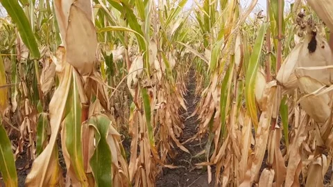 A field with mature corn. Slow movement between rows Stock Footage 234208434