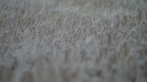 Field of a mature rye on a wind. Stock Footage 40315059