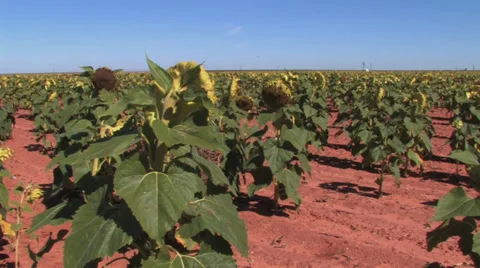 Field of mature sunflowers 2 Stock Footage 32218853