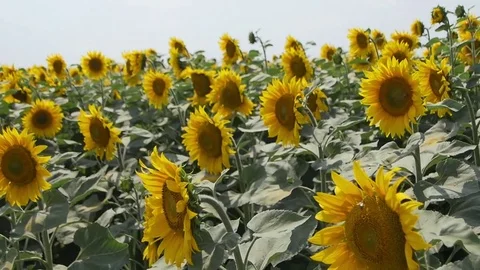 Field of Mature Sunflowers Stock Footage 78977751