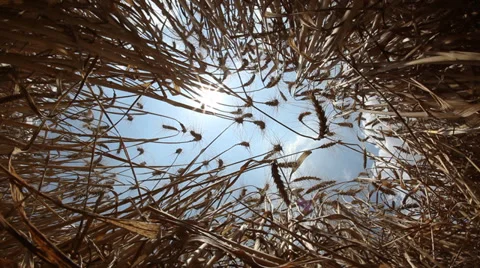 Field of mature wheat 스톡 동영상 39390861