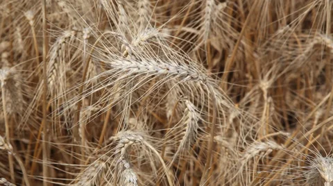 Field of mature wheat Stockbeeldmateriaal 39391964