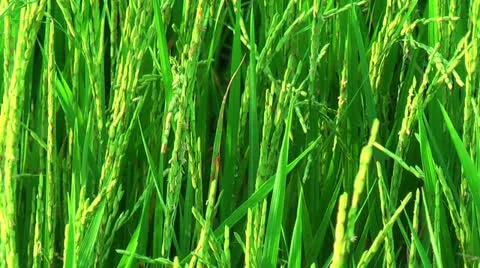 Field with maturing rice on Panay island in Philippines Stock Footage 22326320