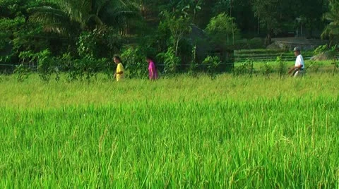 Field with maturing rice on Panay island in Philippines Stock Footage 22326346