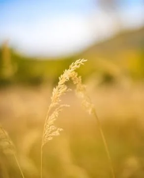 Field meadow background Stock Photos