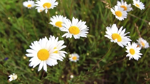 Field, meadow of daisies Stock Footage 74924265