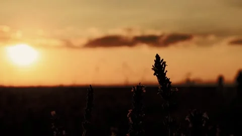 A field meadow at sunset light. Contrast stems, wildflowers in warm light Stock Footage 294197743