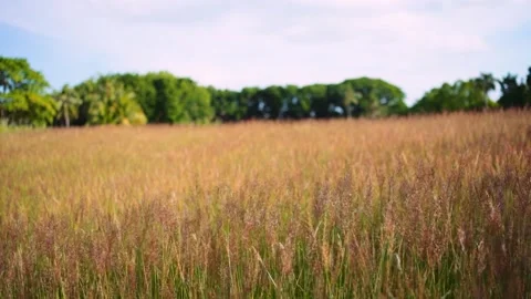 Field of Meadows Graded Slow Motion Stock Footage 246771890