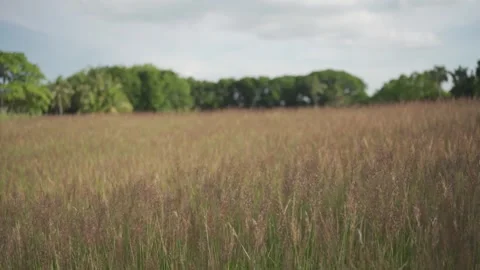 Field of Meadows HLG Slow Motion Stock Footage 246771897
