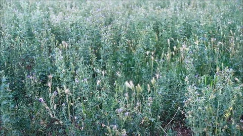 A field of Medicago, commonly known as medick or burclover, closeup Stock Footage