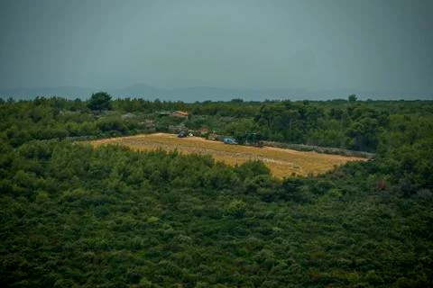 Field in middle of forest Stock Photos