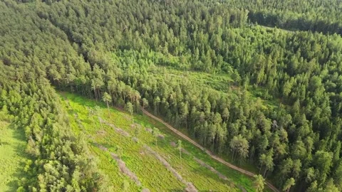 Field in the middle of the forest with road aside. Aerial sunrise shot. Stock Footage 170136855