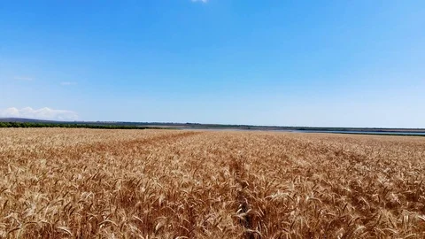 Field of millet aerial view 库存影片 112259761