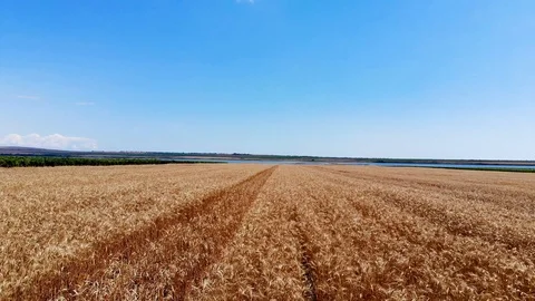 Field of millet aerial view Stock Footage 112259779