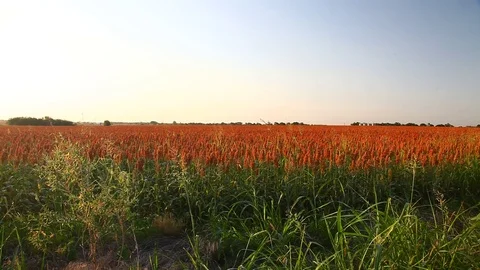 Field of Milo Stock-Footage 77889884