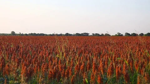 Field of Milo Stockbeeldmateriaal 77889949