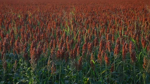Field of Milo Stock Footage 77889964