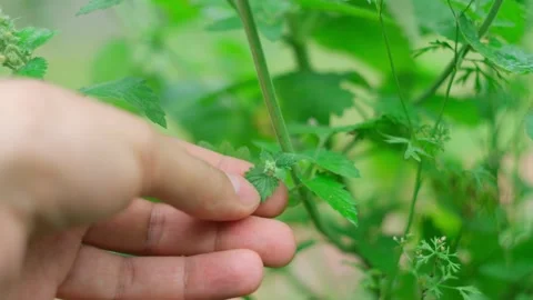 Field mint Mentha Canadensis are blooming with fresh green leaves on the annual Stock Footage 223554824