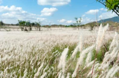 Field of Miscanthus Stock Photos