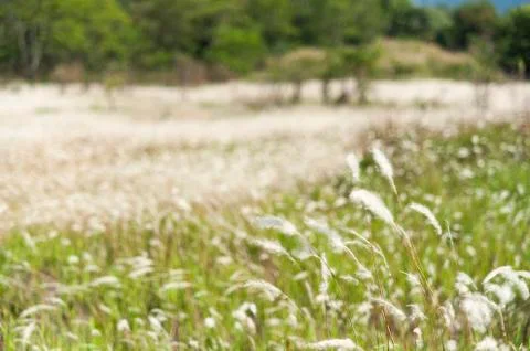 Field of Miscanthus Stock Photos
