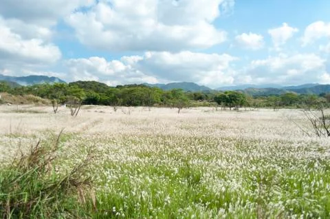 Field of Miscanthus Stock Photos