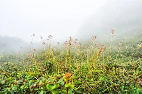 Field with misty on mountain Stock Photos