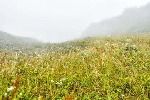 Field with misty on mountain Stock Photos
