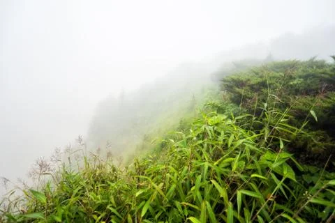 Field with misty on mountain Stock Photos