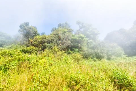 Field with misty on mountain Stock Photos
