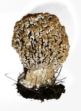 Field morel on white background isolate. Close-up. Stock Photos