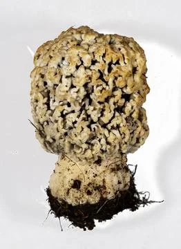 Field morel on white background isolate. Close-up.. Foto stock