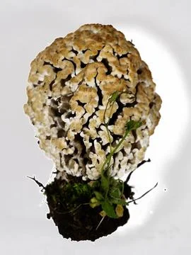 Field morel on white background isolate. Close-up.. Foto stock