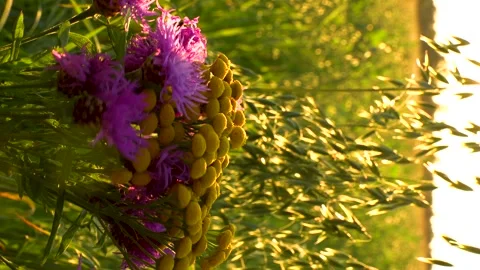 Field in the morning Stock Footage 281591976