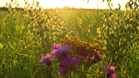 Field in the morning Stock Footage 281592008