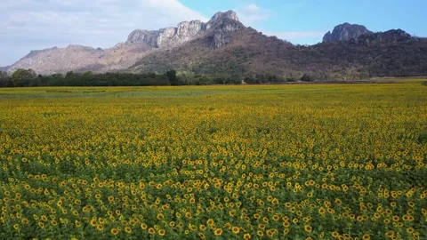 A field with a mountain in the background Vídeos de archivo 156844879