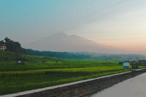 Field with mountain background Stock Photos