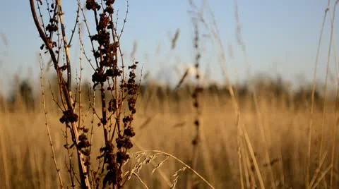 Field-to-Mountain rack focus Video stock 10759221