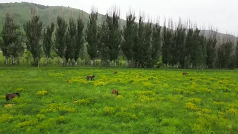 A field in a mountainous area with different vegetation, for grazing animals. Stock Footage 311000812
